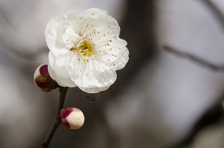 漂亮的梅花一棵树的白花在春天植物图片