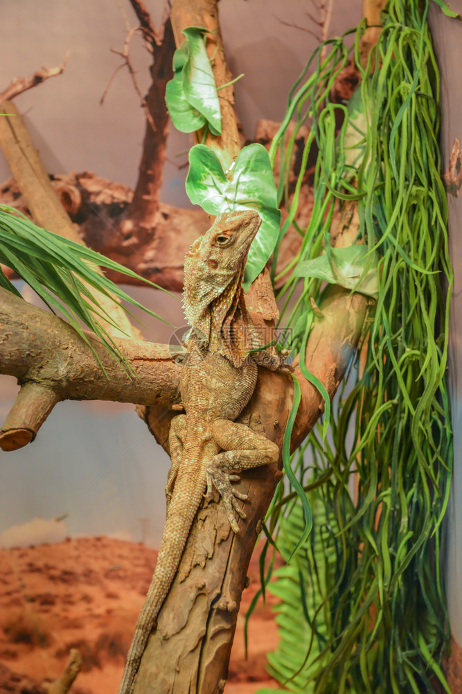 绿色伊瓜娜Iguana在树枝上贴近画像在天文馆中有着美丽的自然背景野生动物正面摆姿势图片