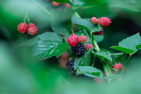 在花园的藤蔓上种植不熟和成的黑莓果实营养色的甜图片
