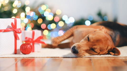 可爱的有礼物狗在家里庆祝圣诞节树宠物美丽的图片