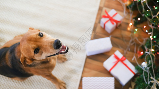 可爱的有礼物狗在家里庆祝圣诞节小狗朋友国内的图片