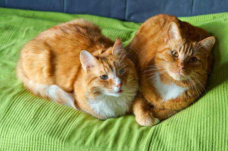 猫女郎眼睛可爱的柔软两只红宠物猫躺在沙发上红漂亮的家猫在绿毯子上背景