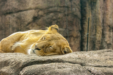 脸女沉睡在岩石上放松着的野生雌狮子危险的图片