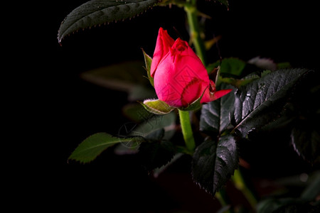 周年纪念日植物美丽的玫瑰紧贴在黑色背景上热情图片