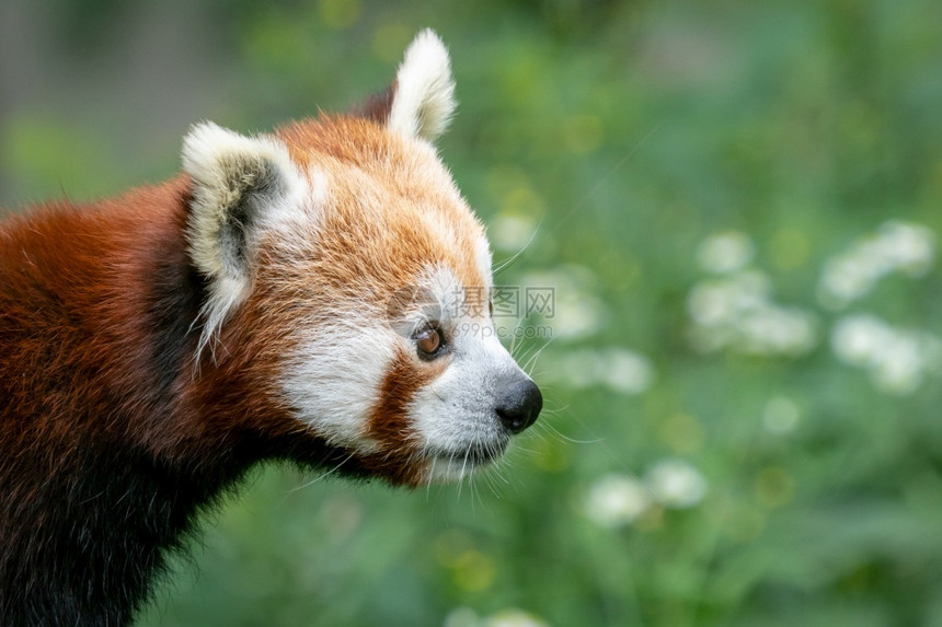野生动物红熊猫Ailurusfulgens在森林栖息地的树上可爱熊富根环境图片