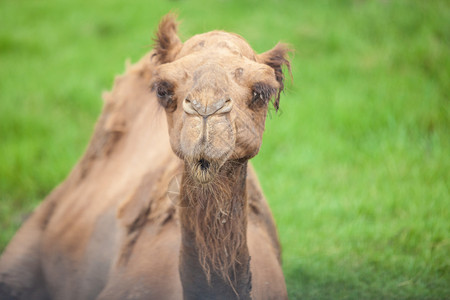 单骆驼坐在绿草中突尼斯生活热图片