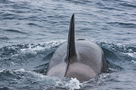 短暂的环境蓝太平洋鲸鱼杀手之类潜水背景图片