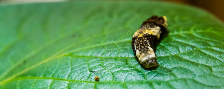 王燕尾毛虫与鸡蛋蝴蝶在幼虫阶段热带昆的切片蝶科生殖异国情调图片