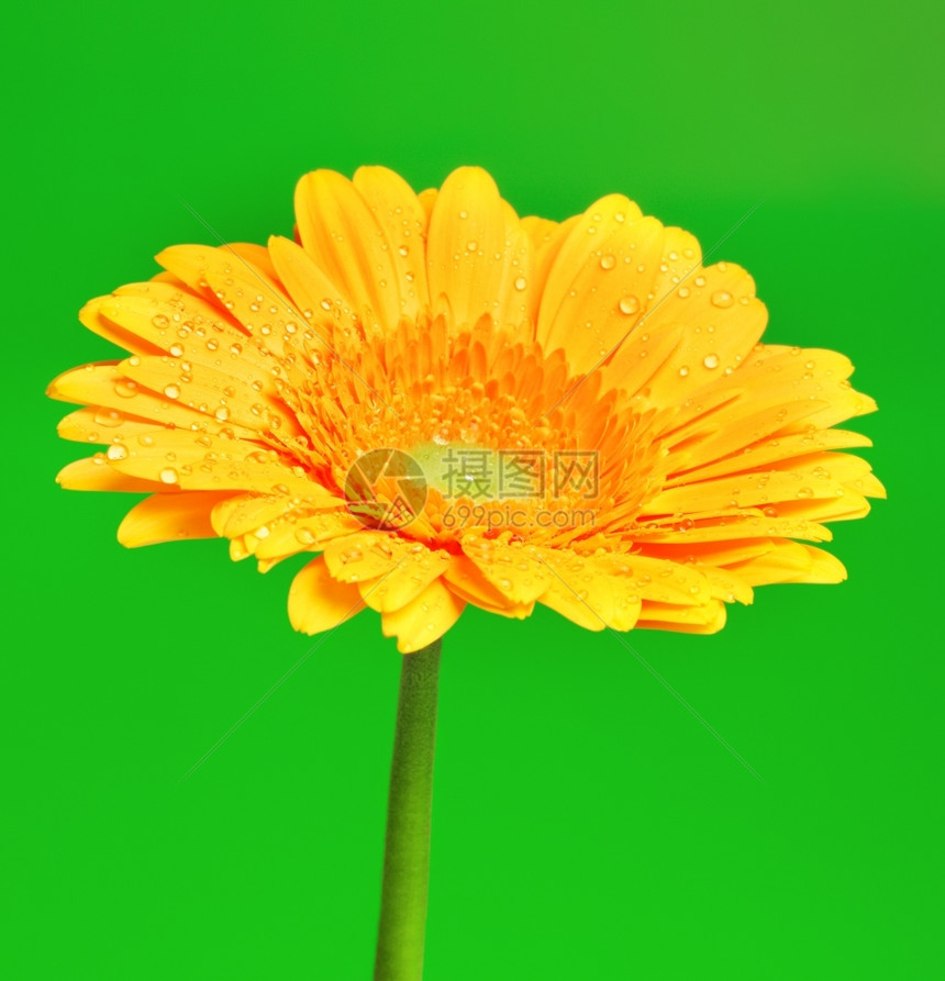 雏菊花瓣上的水滴图片
