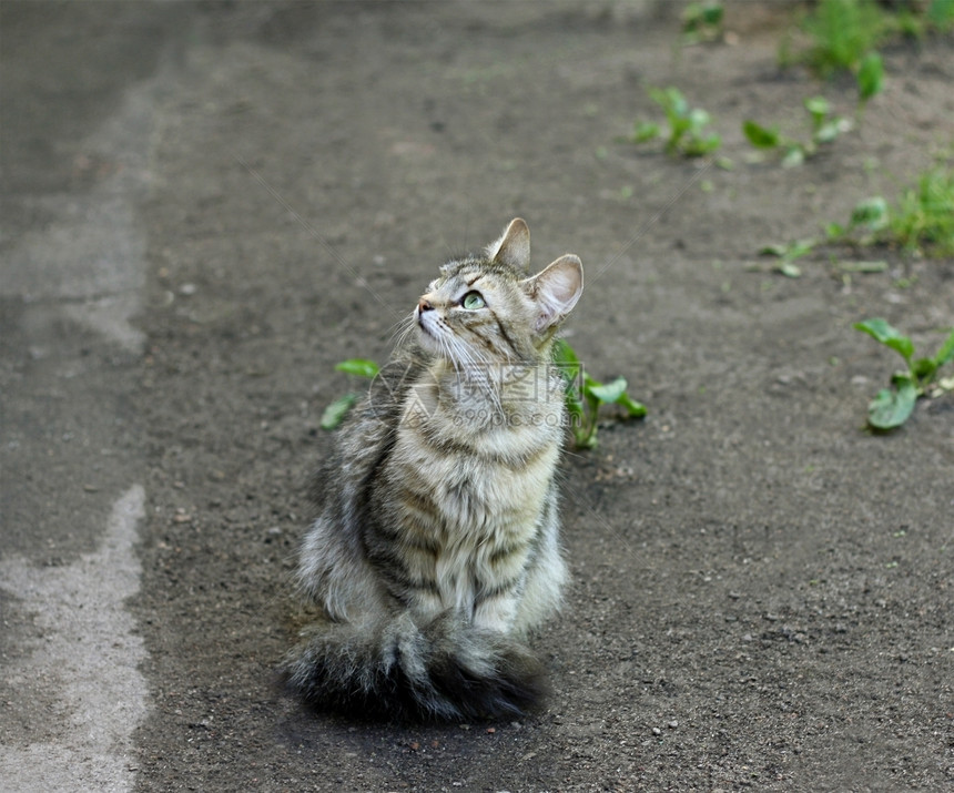 路面年轻的鼻子坐在人行道上仰望着某件事情的预兆坐着看一的年轻小猫图片