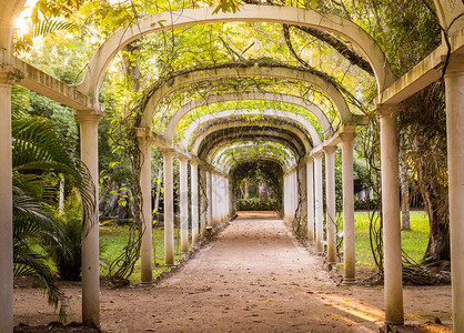 巴西里约热内卢植物园的大路巴西里约热内卢植物园的大路黄色途径胡同图片