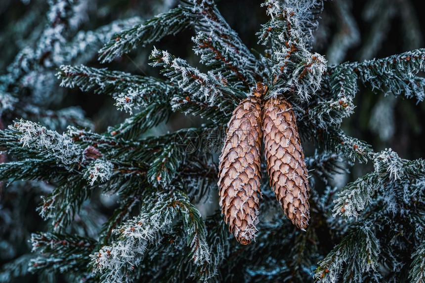 植物冷若冰霜用针头和很多圆锥在冬天的冰霜甜瓜上给花生树装饰圣诞概念户外图片