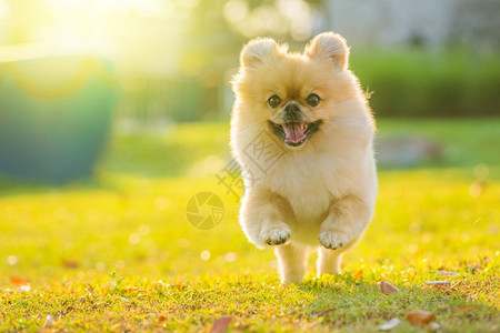 小可爱狗波美拉尼混合品种北京狗在草地上奔跑幸福快乐纯种美丽年轻的背景图片