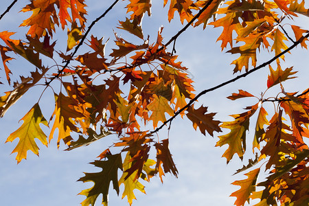 季节金子荒野秋天落叶时橡树的橙色和红美丽的叶子映衬着蓝天图片