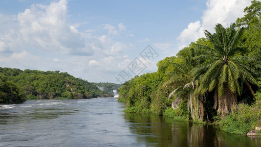 植物尼罗河乌干达MurchisonFalls公园景观美丽图片