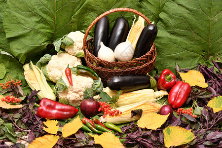 季节美丽的大自然秋天馈赠新鲜成熟蔬菜材料背景图片