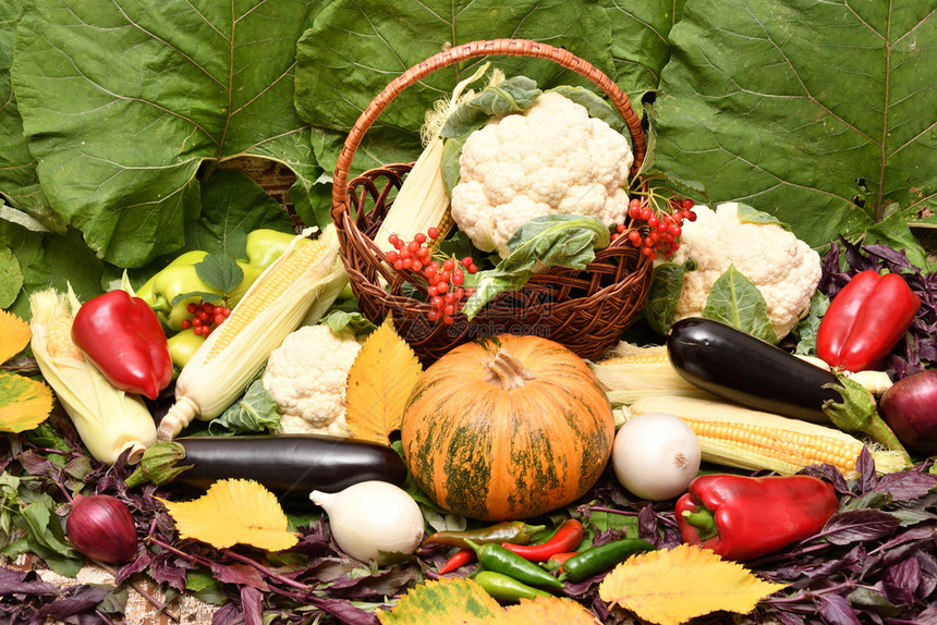 大自然的秋天馈赠新鲜成熟蔬菜树叶南瓜健康图片