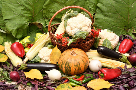 大自然的秋天馈赠新鲜成熟蔬菜树叶南瓜健康背景图片