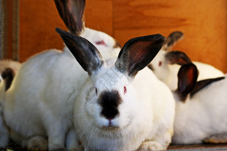 群体饲养的兔子图片
