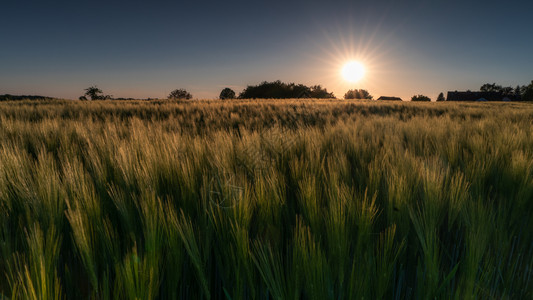 生态系统德国黄金时分日落玉米田的全景图象暮园诗般的图片