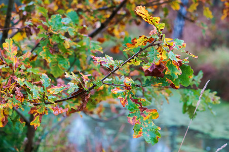 植物干燥黄色的湿橡树叶黄色的湿橡树叶秋天的风景森林图片