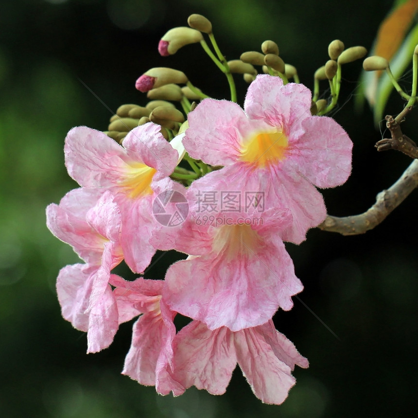 植物粉红角树插针的tecoma或tabebuia花朵园绽放图片