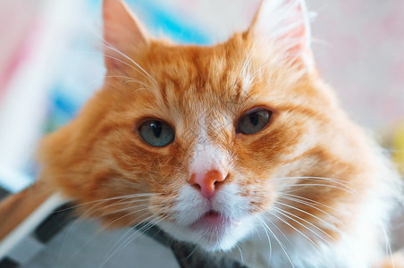 颜色猫科动物保持姜家猫维护良好的干净蓬松猫维护良好的干净蓬松猫姜家图片
