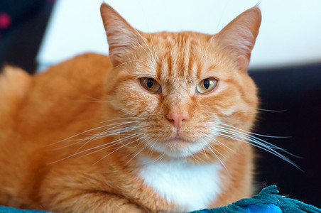 姜家猫维护良好的干净蓬松猫维护良好的干净蓬松猫姜家橙成人生气的图片