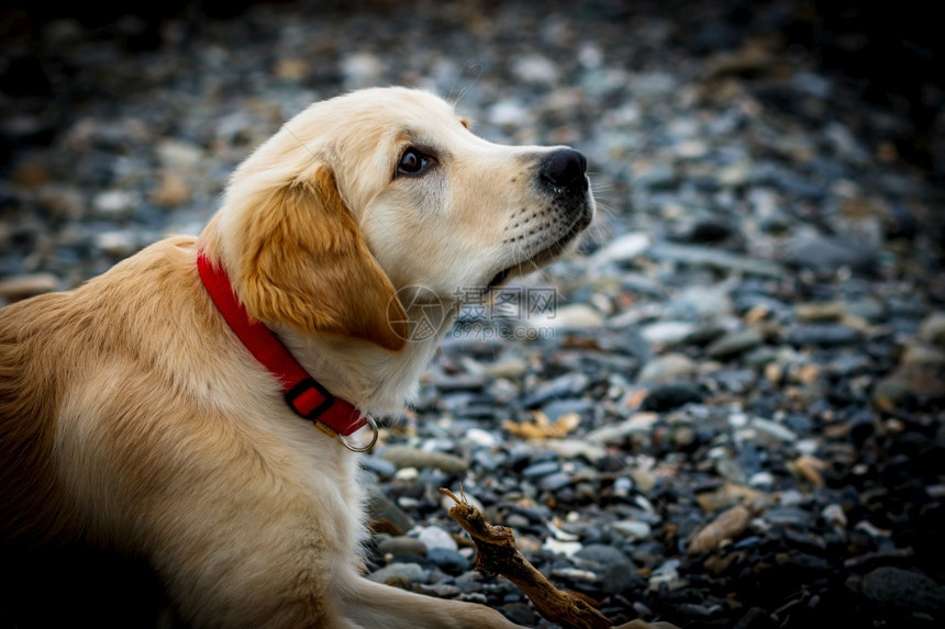 寻回犬毛茸优美的金赛狗样板跑的追寻美丽小狗眼睛图片