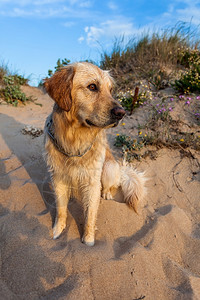 金的犬类黄追寻色猎犬的好样板眼睛图片