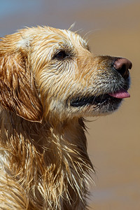 种族阿莱利黄金追寻色猎犬的好样板长毛图片