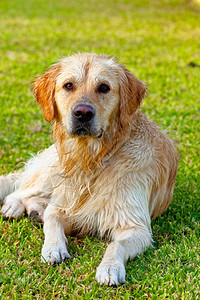 阿科斯塔听话金的黄追寻色猎犬的好样板图片