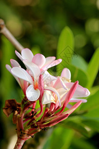 普卢梅弗朗吉帕尼圣殿树粉红美丽素馨花植物学图片