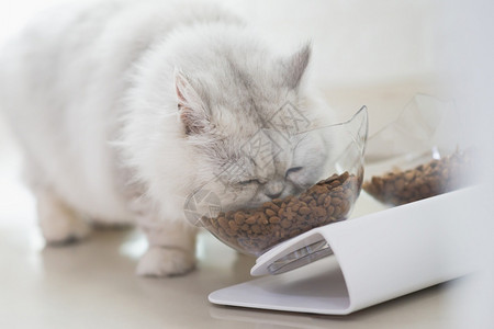 宠物可爱的猫在地板上从碗里吃家虎斑猫图片
