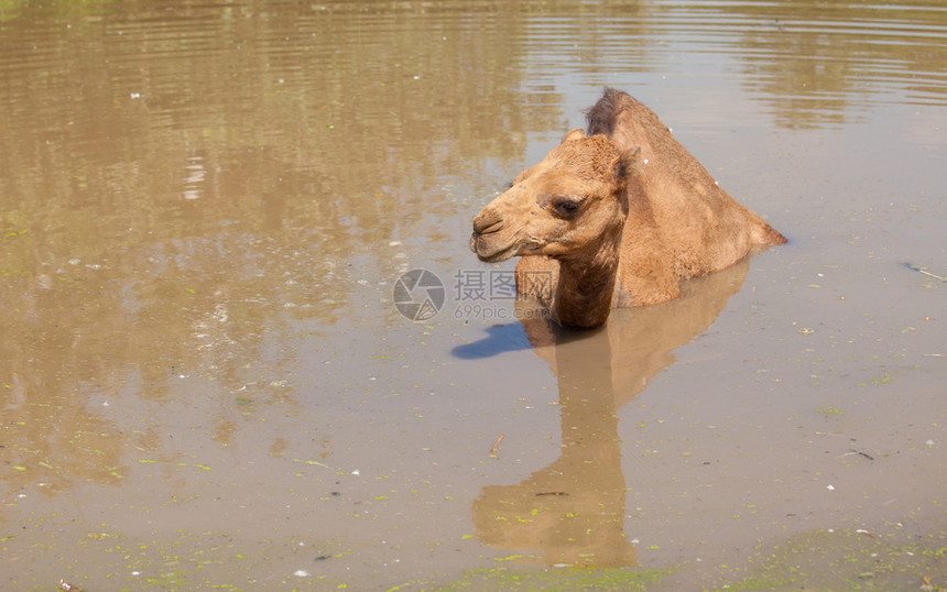 杰尔巴生活单骆驼坐在池塘里水图片