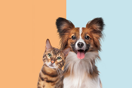 猫科动物工作室国内的一只猫和狗肖像看着镜头在时尚双音背景肖像前一只猫和狗看镜头背景图片
