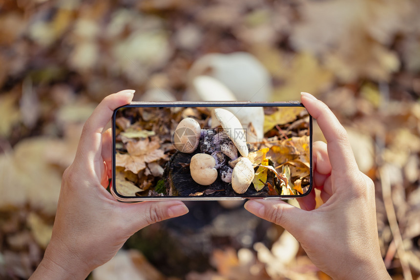 在森林里用手机拍蘑菇图片