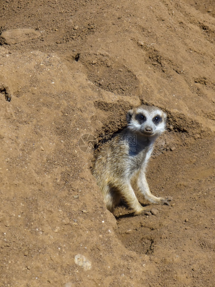 奥德斯敦Meerkat站在南非的巢穴前棕色苏里卡塔图片