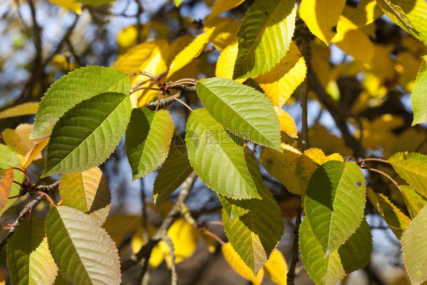 植物群丰富多彩的秋初树上部分黄色和绿叶子天气温暖阳光晴朗季节特点色内明亮的图片