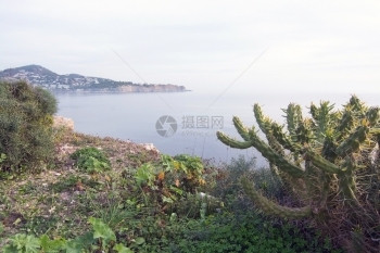 伊比沙岛气候仙人掌科12月在西班牙巴利阿里群岛Ibiza的阳光明媚日绿仙人掌和植被图片