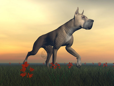 食肉目大公狗站在草地上被阴云的天气笼罩着大公狗3D常设站立图片