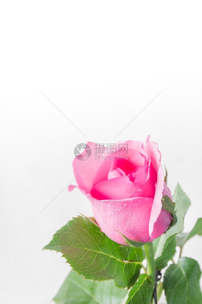 展览颜色巧白背景上的粉红玫瑰带有文字空间的图片