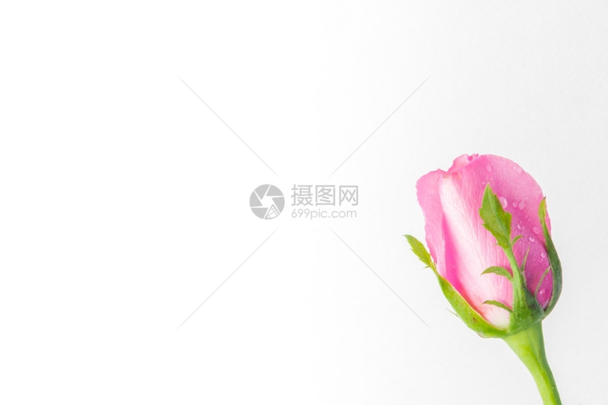 礼物明亮的白色背景上粉红玫瑰带有文字空间的丰富多彩的图片
