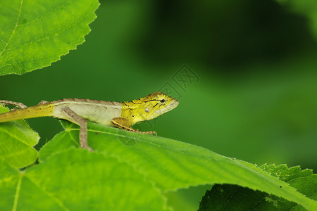 野生动物艺术绿叶上的黄蜥蜴生活图片