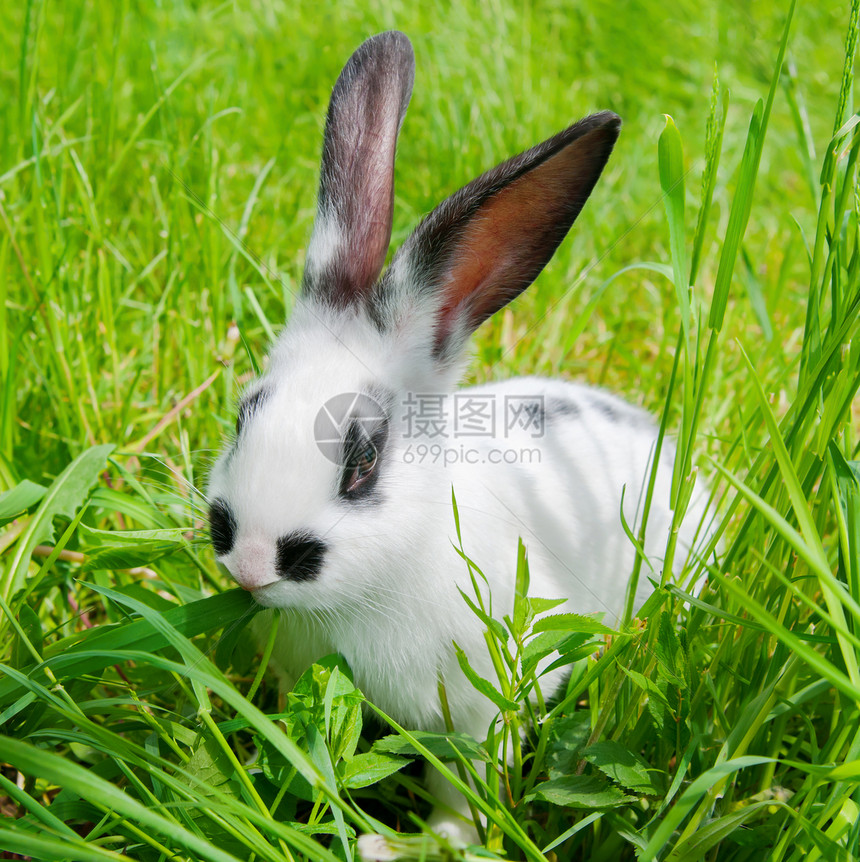 牙齿复活节兔子坐在草地上笑着看镜头绿色图片