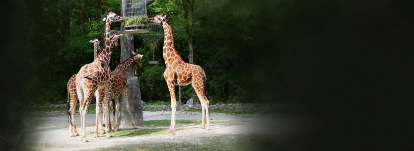 花园动物喂食长颈鹿群体哺乳动物自然图片