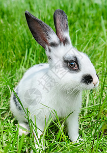 有趣的兔子坐在草地上笑着看镜头毛皮棉尾图片