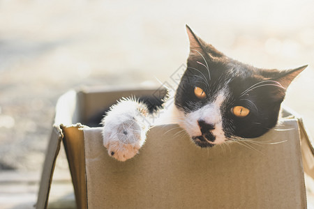 一只黑白猫躺在纸盒里图片