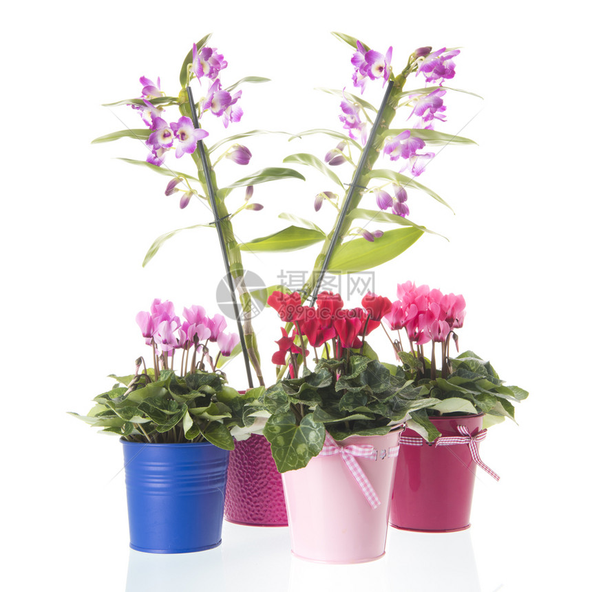 紫色的丰富多彩美丽白底隔离着粉红色花朵的鼻涕和塞克拉曼植物图片