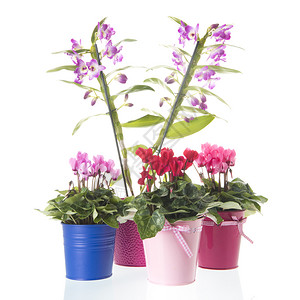 紫色的丰富多彩美丽白底隔离着粉红色花朵的鼻涕和塞克拉曼植物图片